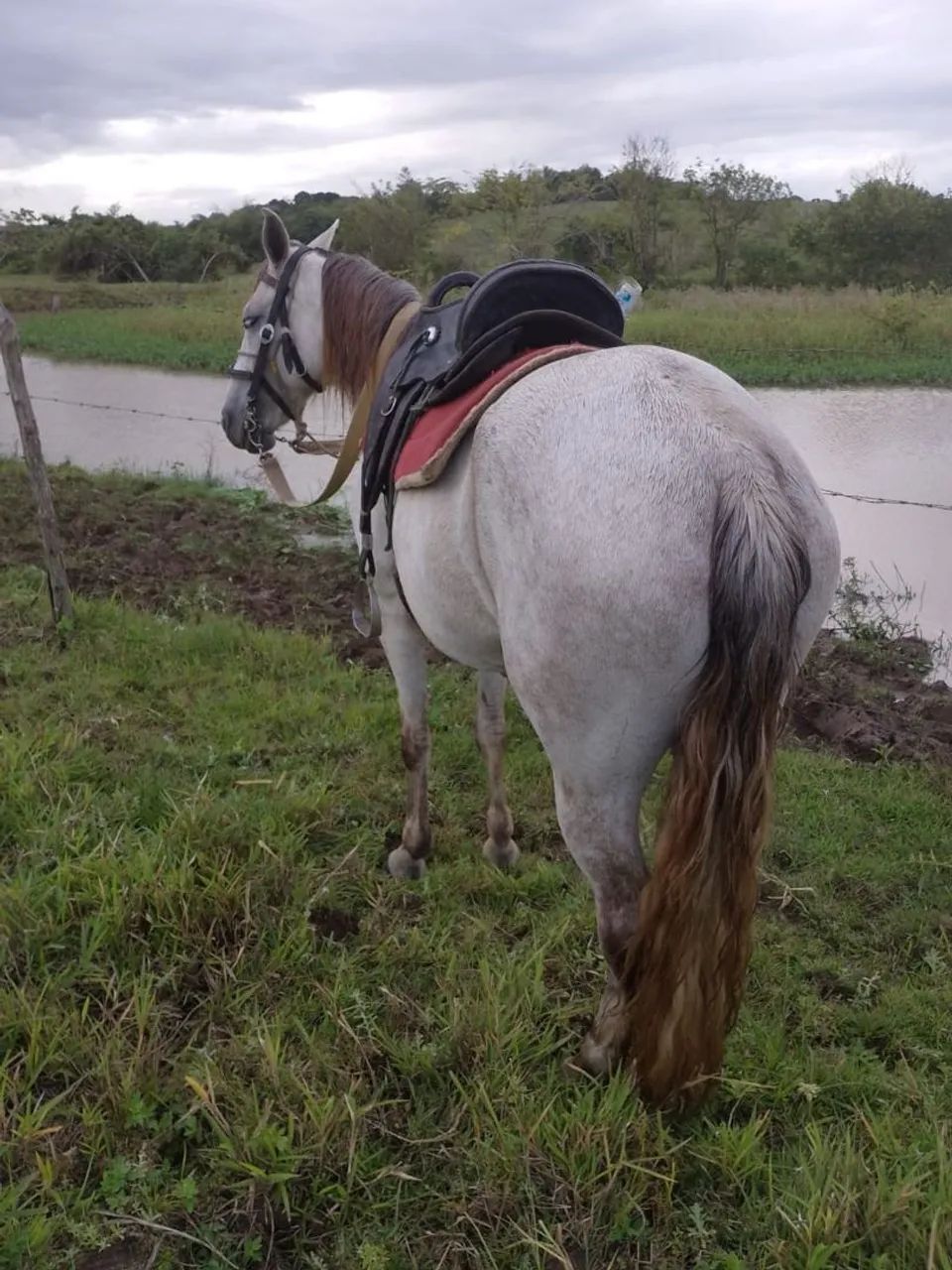 POTRA MM  DE PICADO GENUÍNO - Foto 2