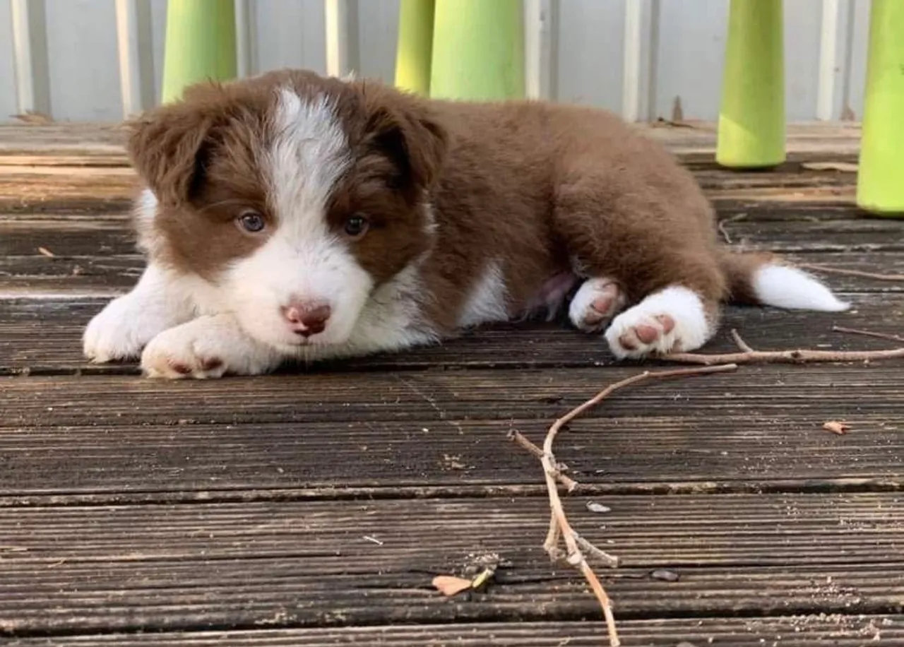 Border Collie - Pelúcia e Encanto!