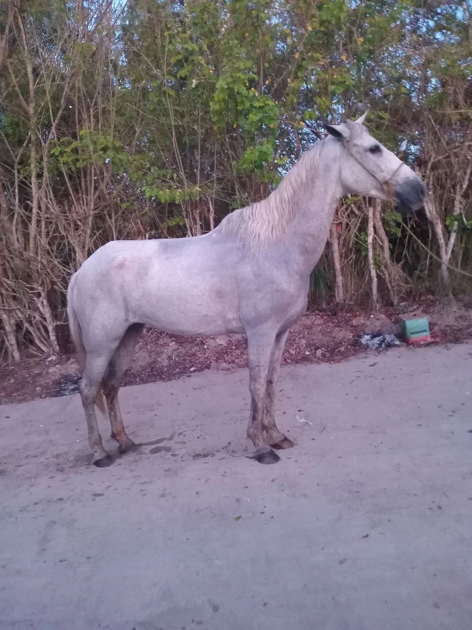 Vendo e troco egua manga larga andando muito  - Foto 2