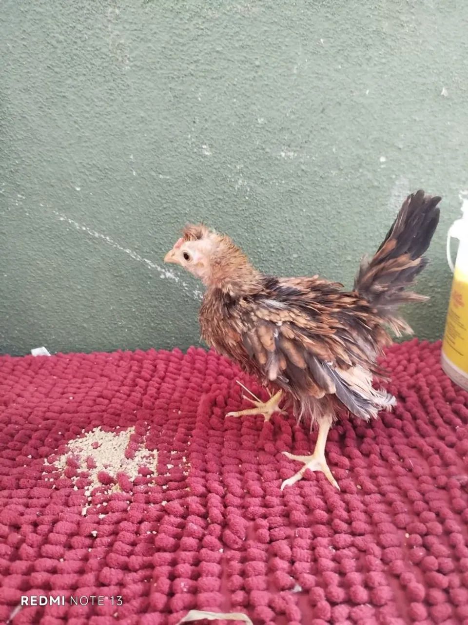 Franguinha mini garnisé modelada  - 