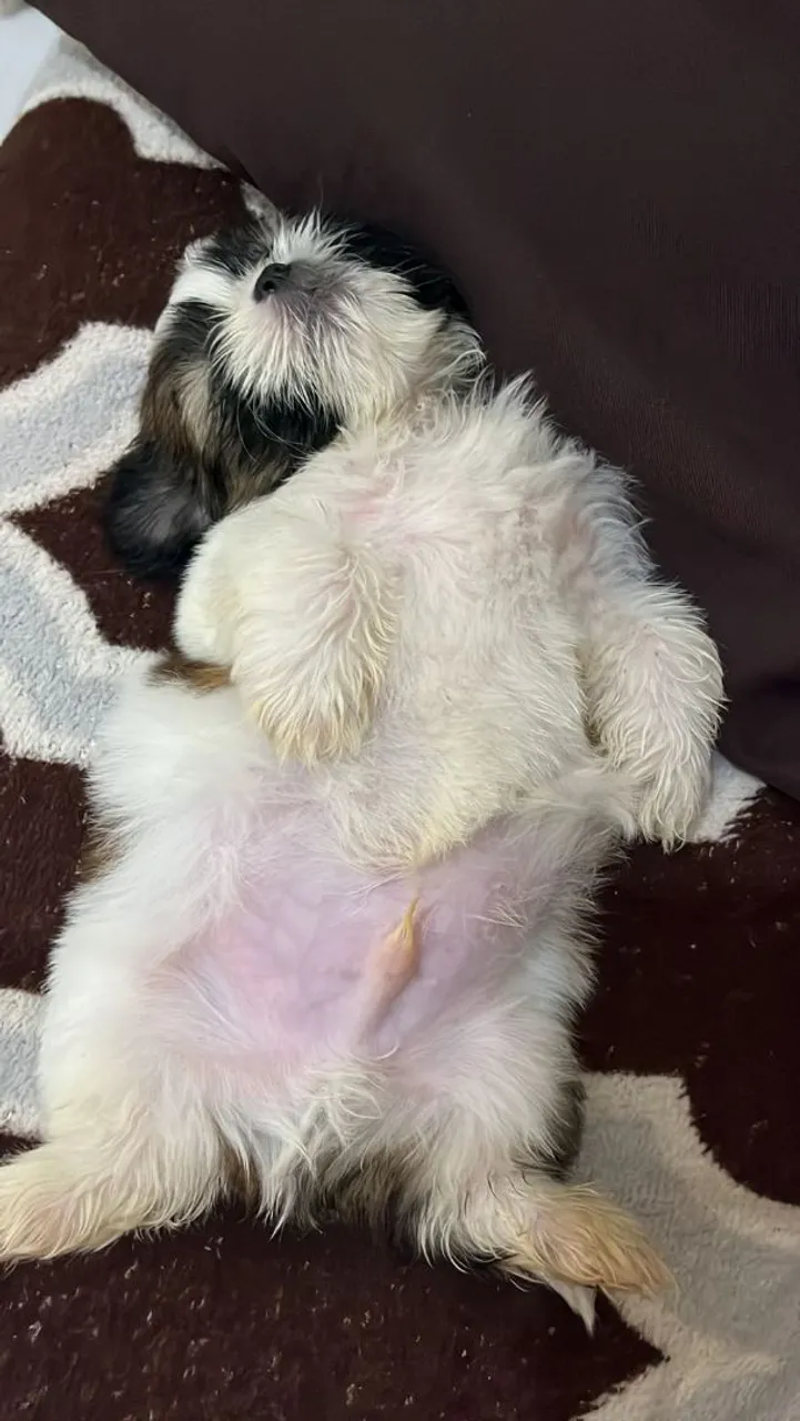 Filhote Shih Tzu