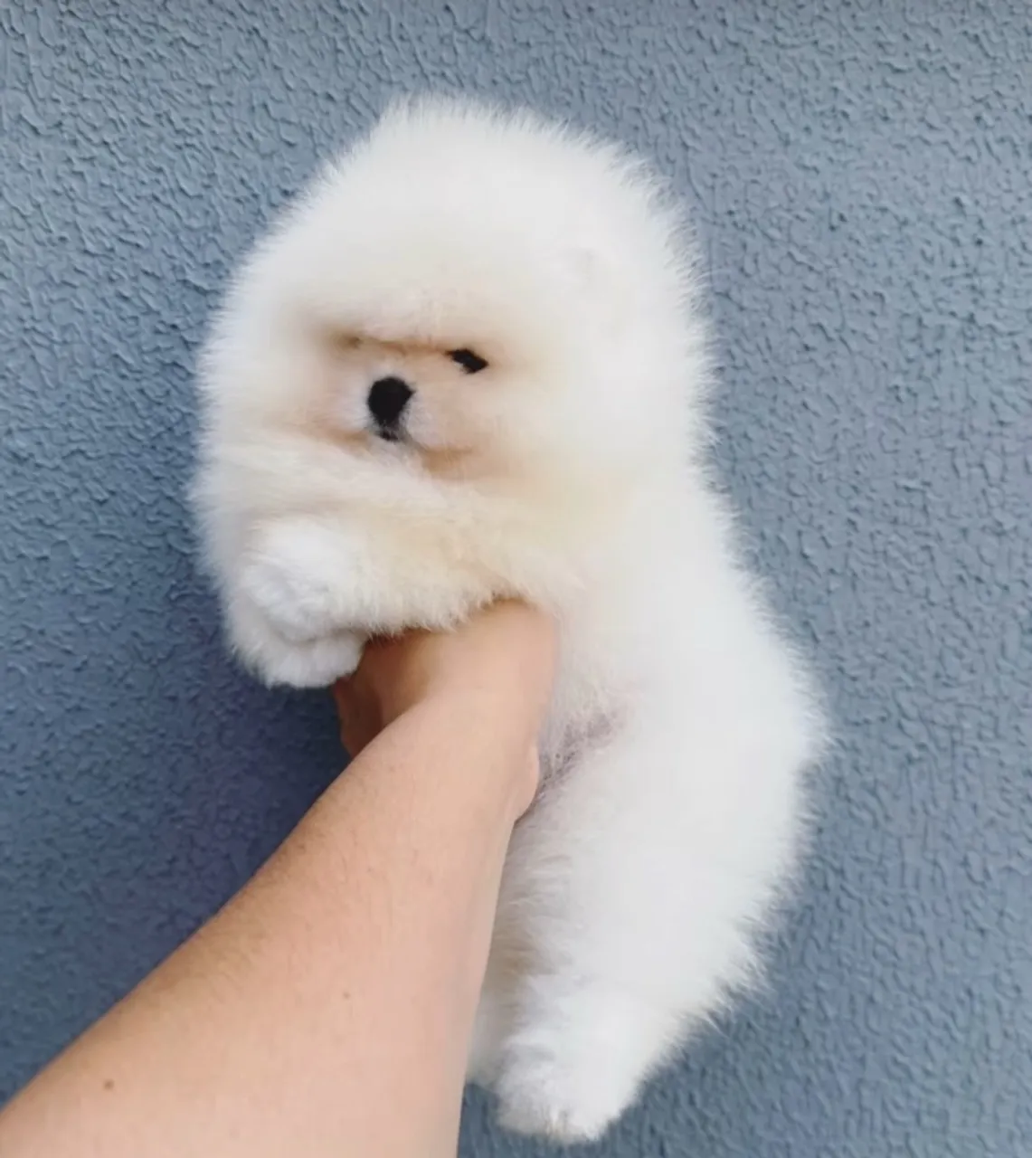 Spitz Alemão Anao ( ALTO PADRÃO )