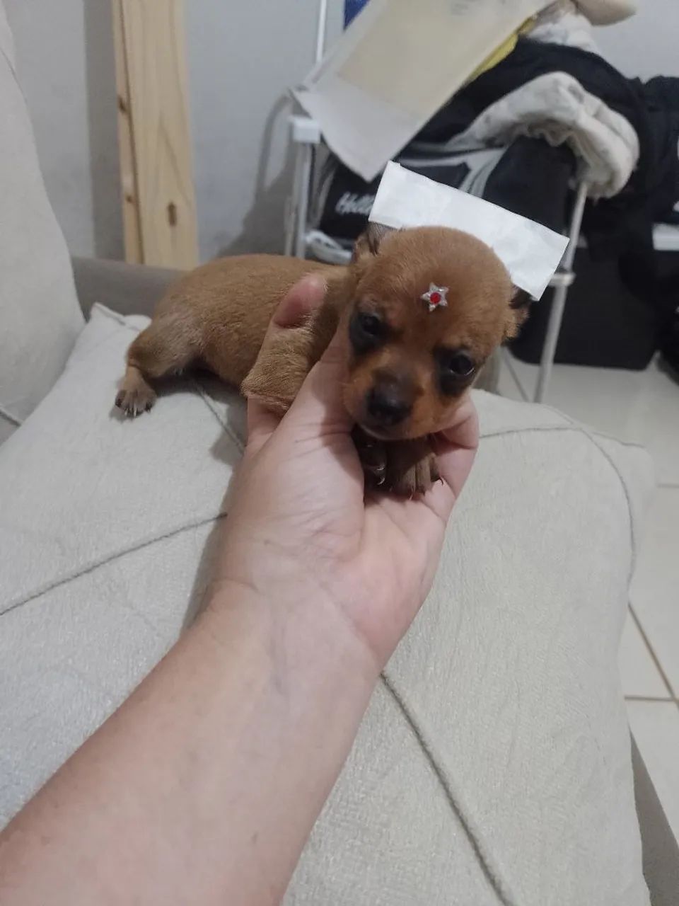 Pinscher zero fêmea 