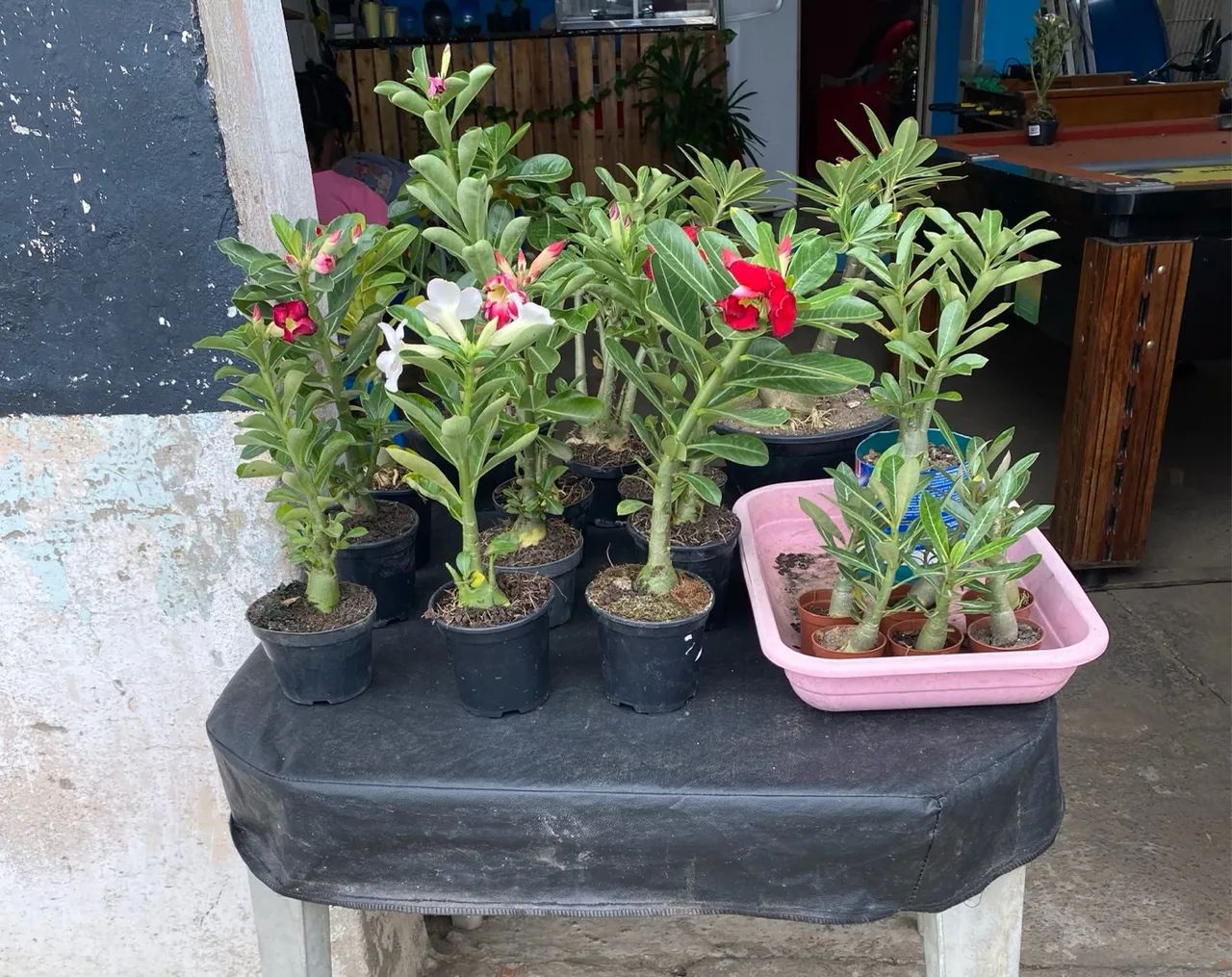 Rosas do deserto  - Foto 2