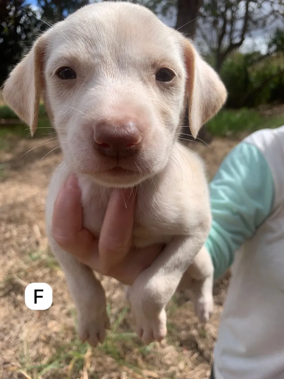 Filhote de fila brasileiro com labrador disponível para adoção!