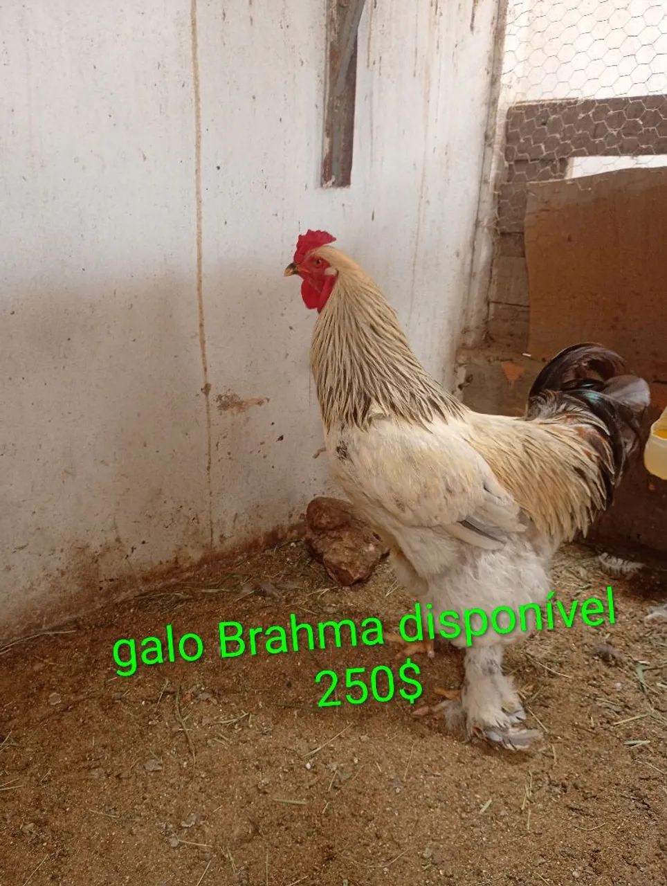 BRAHAMA disponível 64751037001858120