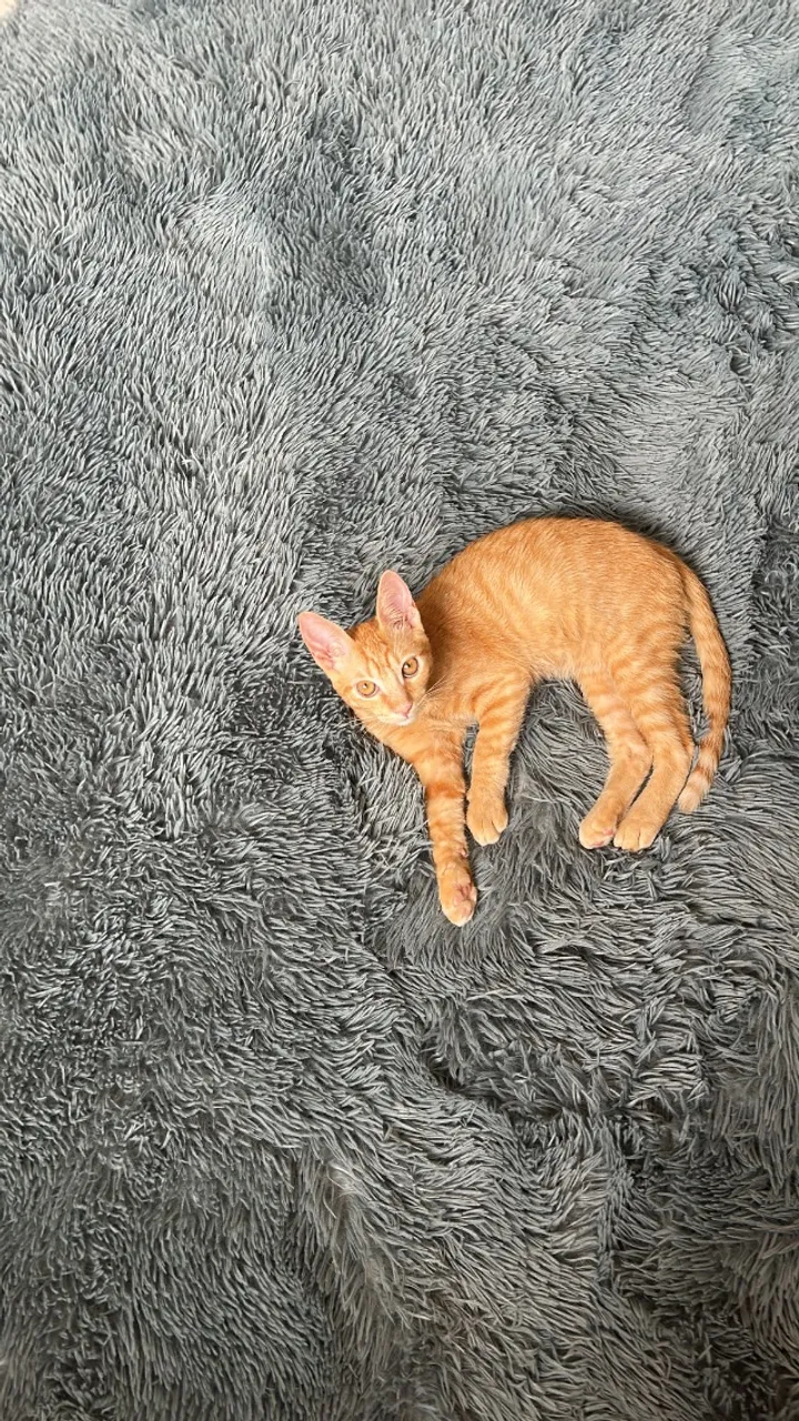 Doação gatinho
