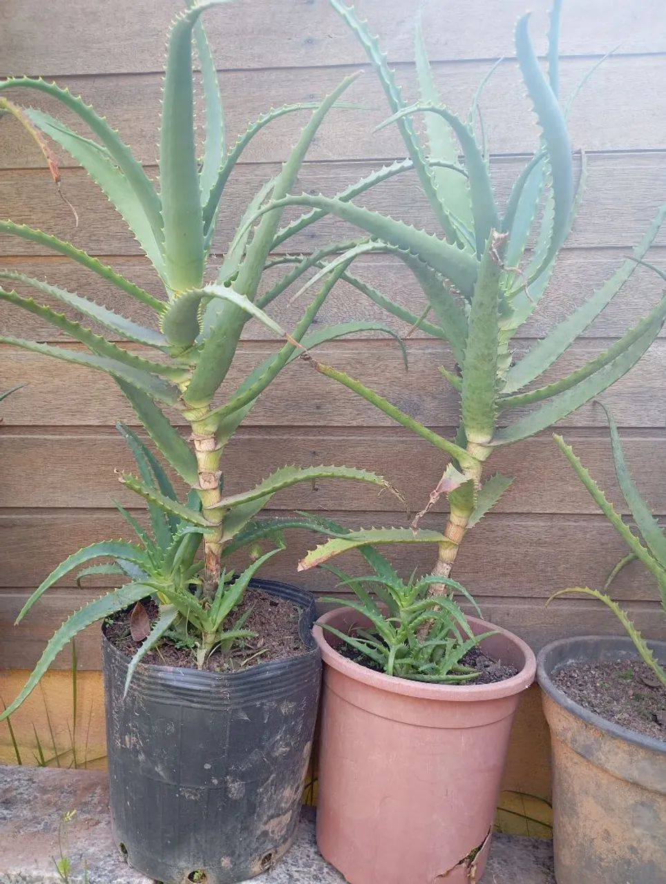 Planta Babosa Arborecens Adulta - Foto 3