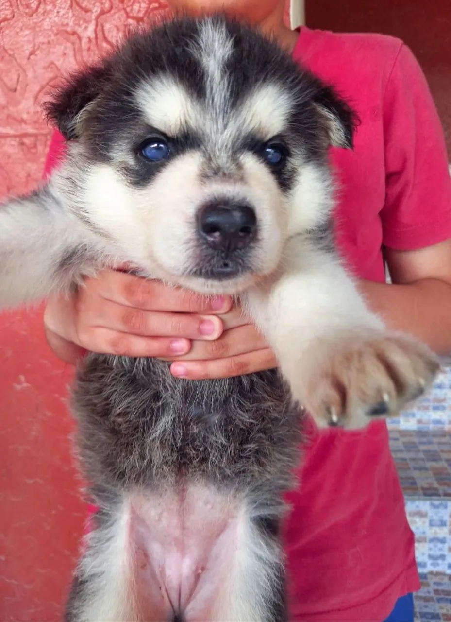Filhote de Husky Siberiano com Pastor Branco Suíço  