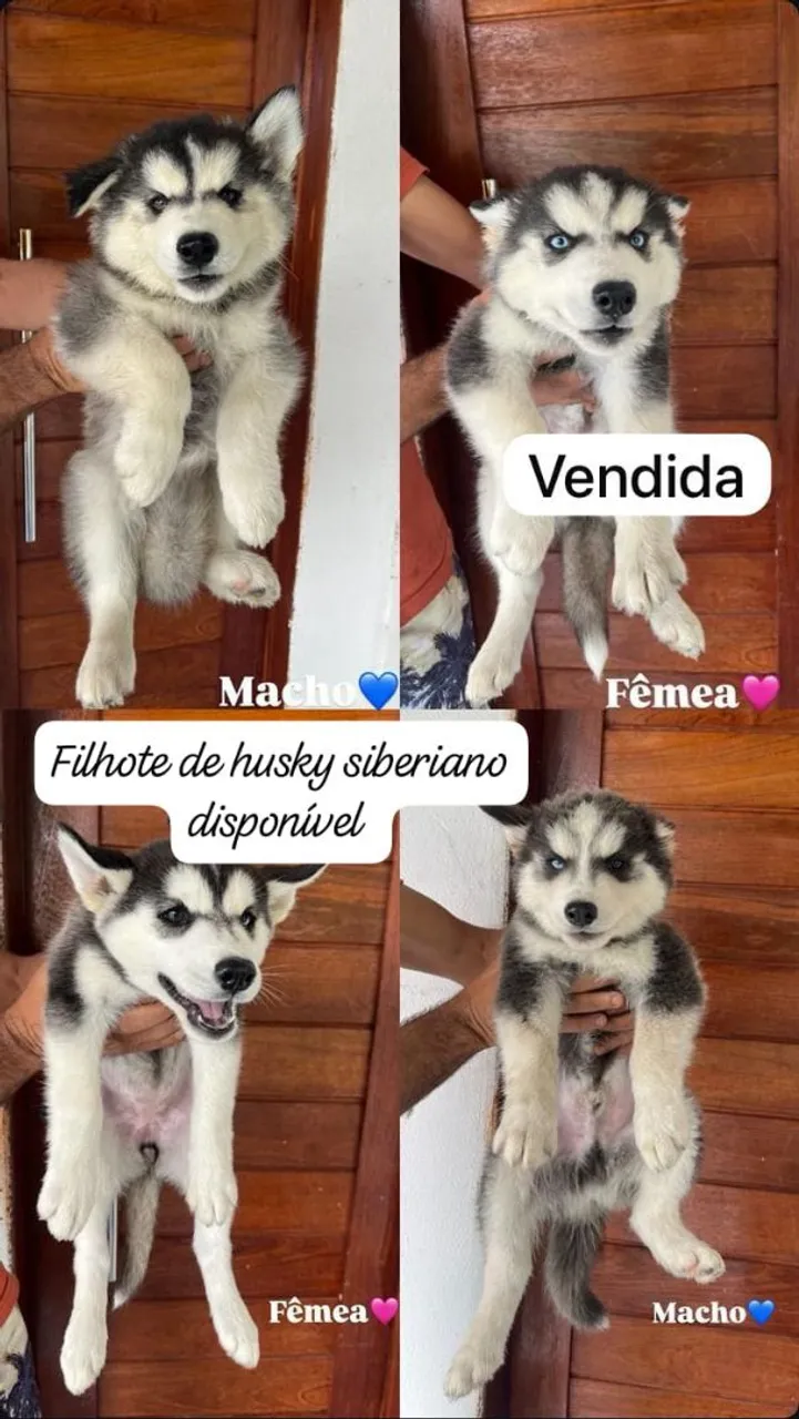 Filhotes de Husky Siberiano Disponíveis