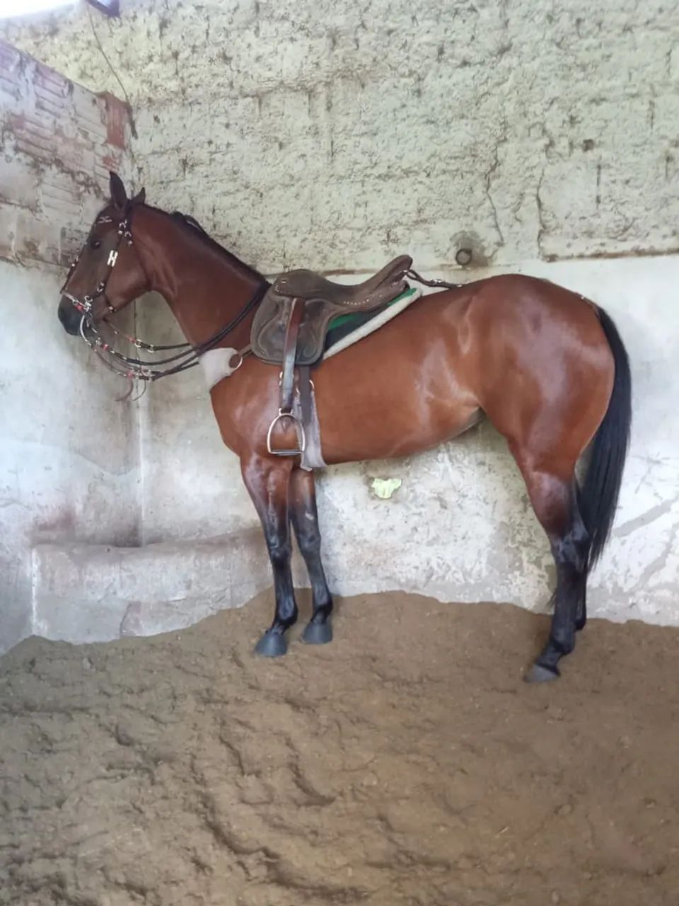 POTRA QM PURA PRA VENDER OU TROCAR