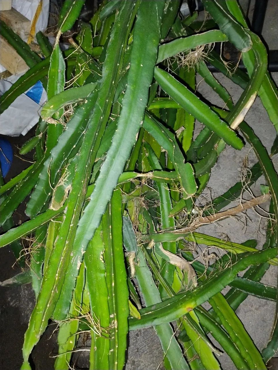 MUDAS DE PITAYA VERMELHA   - Foto 6