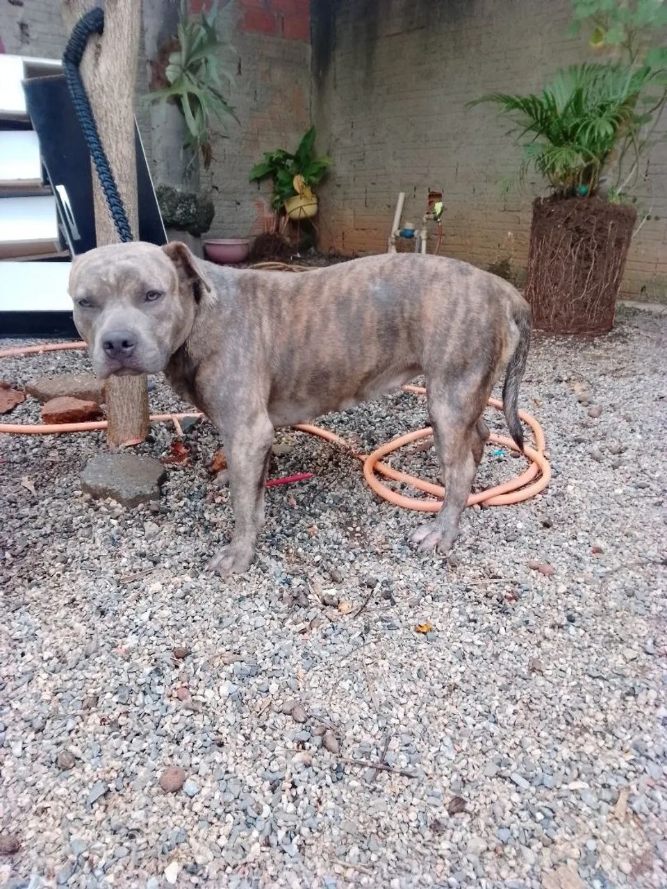 Filhotes De American Pitbull Terrie Disponíveis 