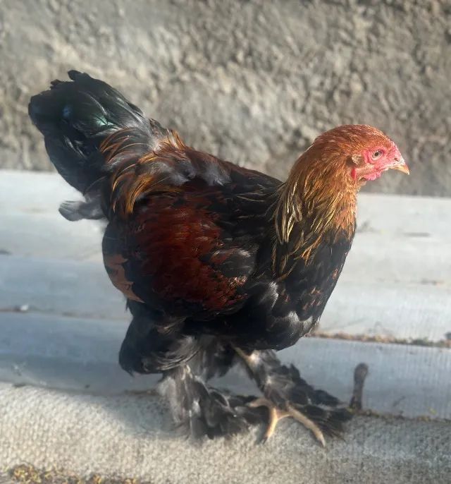  Galinha Brahma  - Foto 3