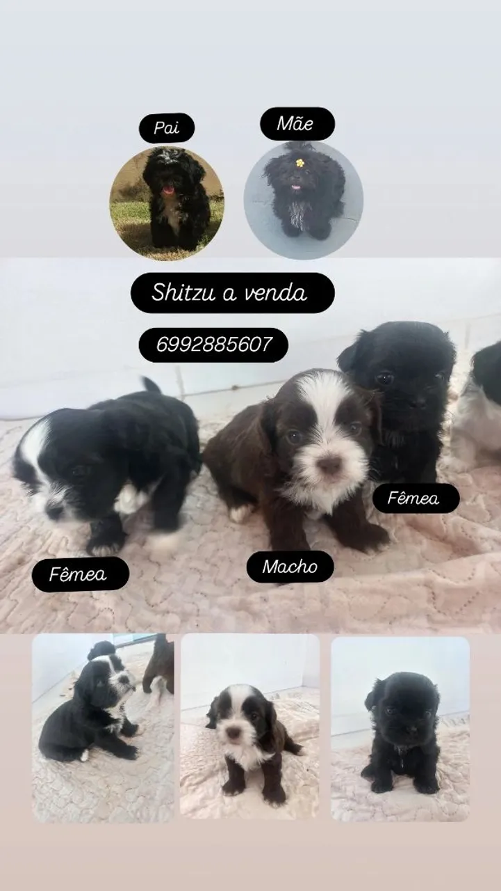 Filhotes de Shih Tzu à venda