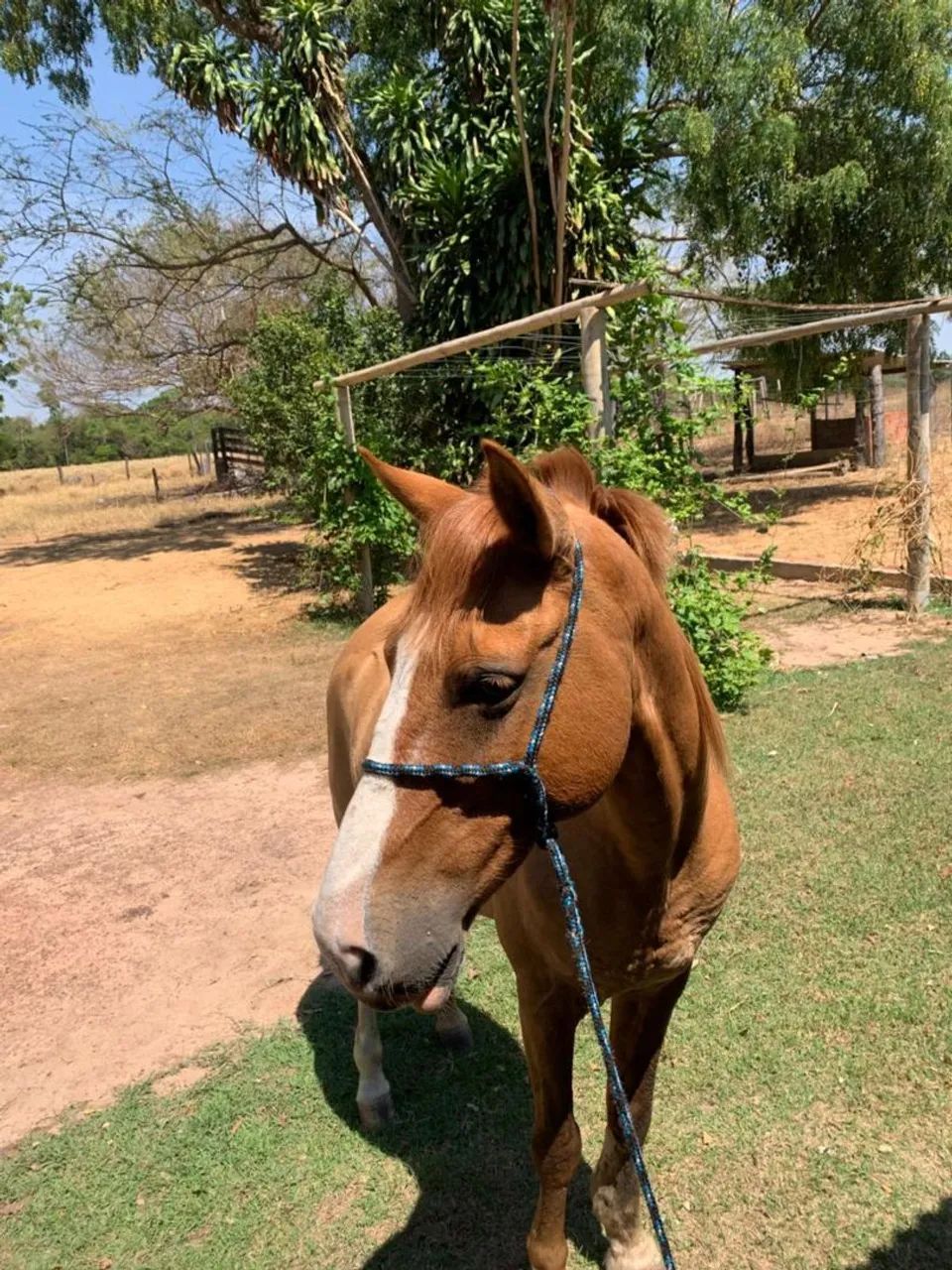 Cavalo manço e muito bem cuidado 