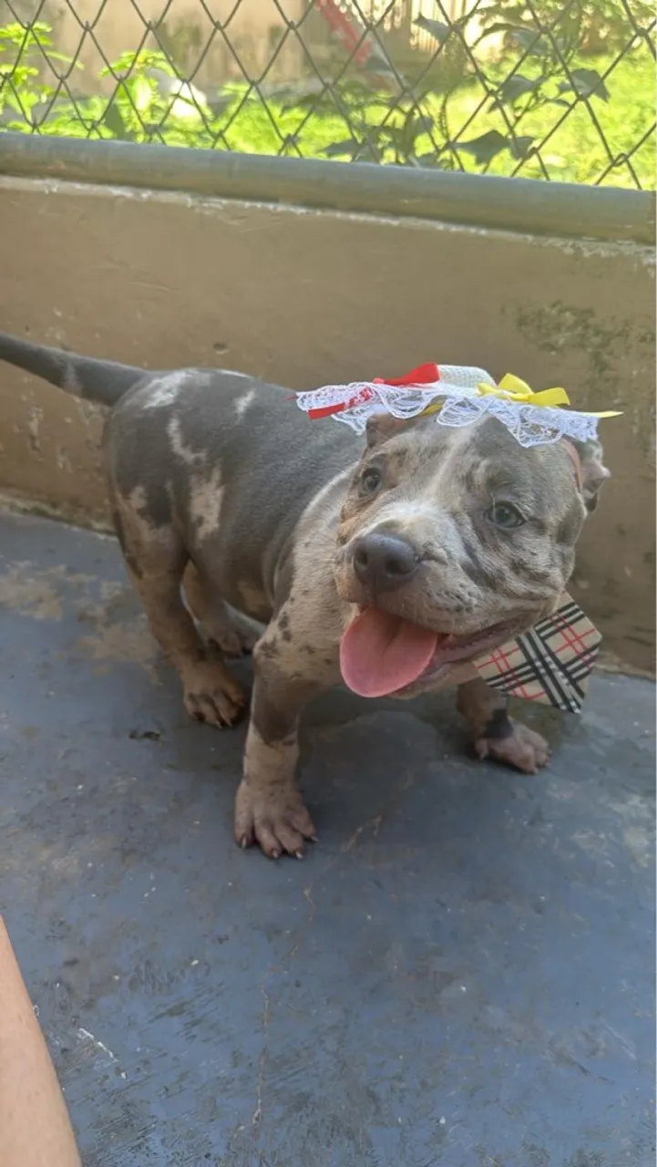 Filhotes de Pit Monster de 2 meses