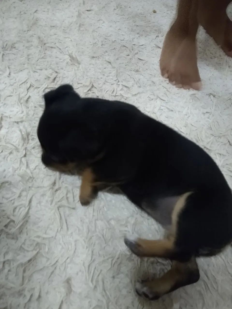 Filhote de cachorro -  Raça Pequena - Foto 4