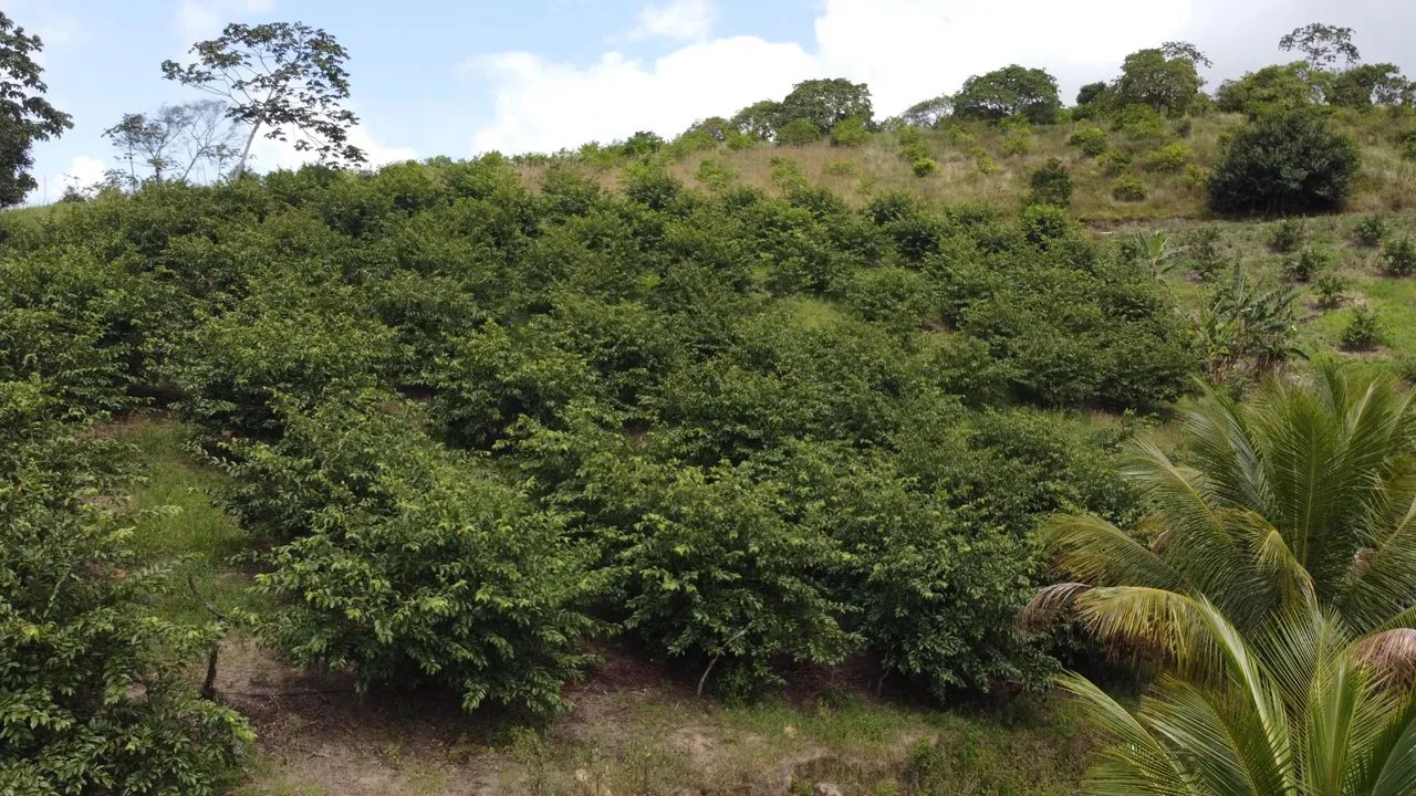 Propriedade rural à venda - 5 km de Chã Grande  PE. - Foto 5