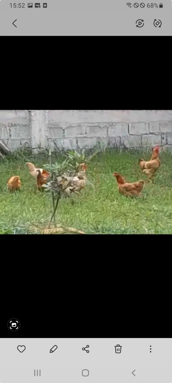 Franguinhas Rhodias Com 30 dias genética pura  - Foto 2