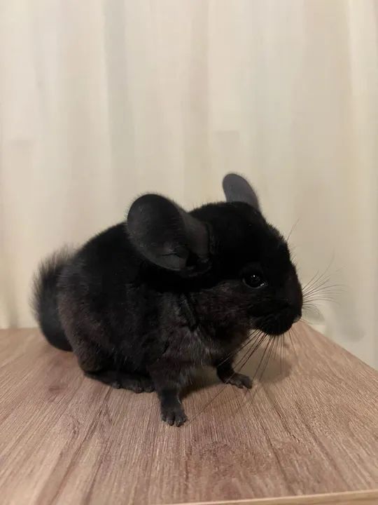 Chinchilas Ebonies fêmeas. - Foto 2