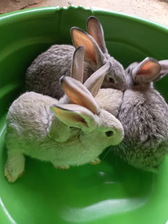 Coelhos gigantes de Flandres 