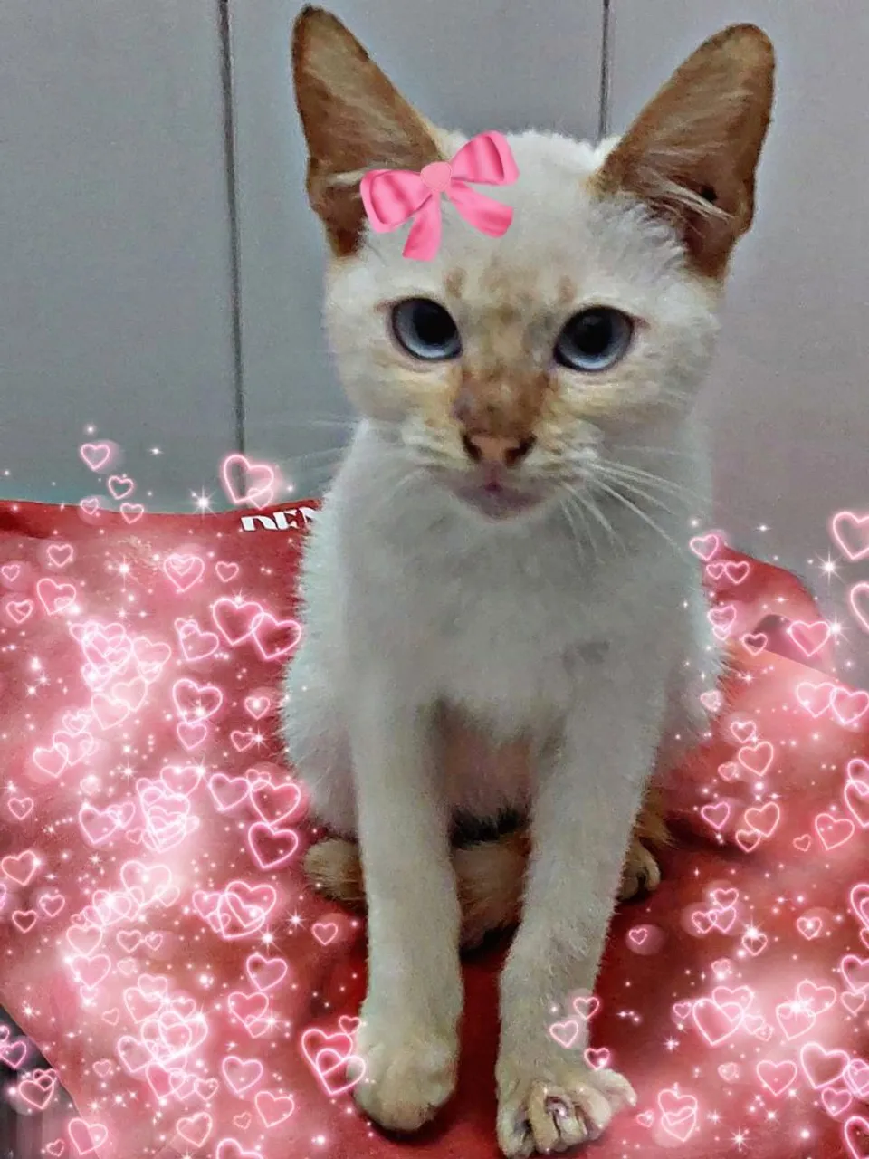 Gatinha Fêmeas para adoção, ela é dócil e ama carinho ?
