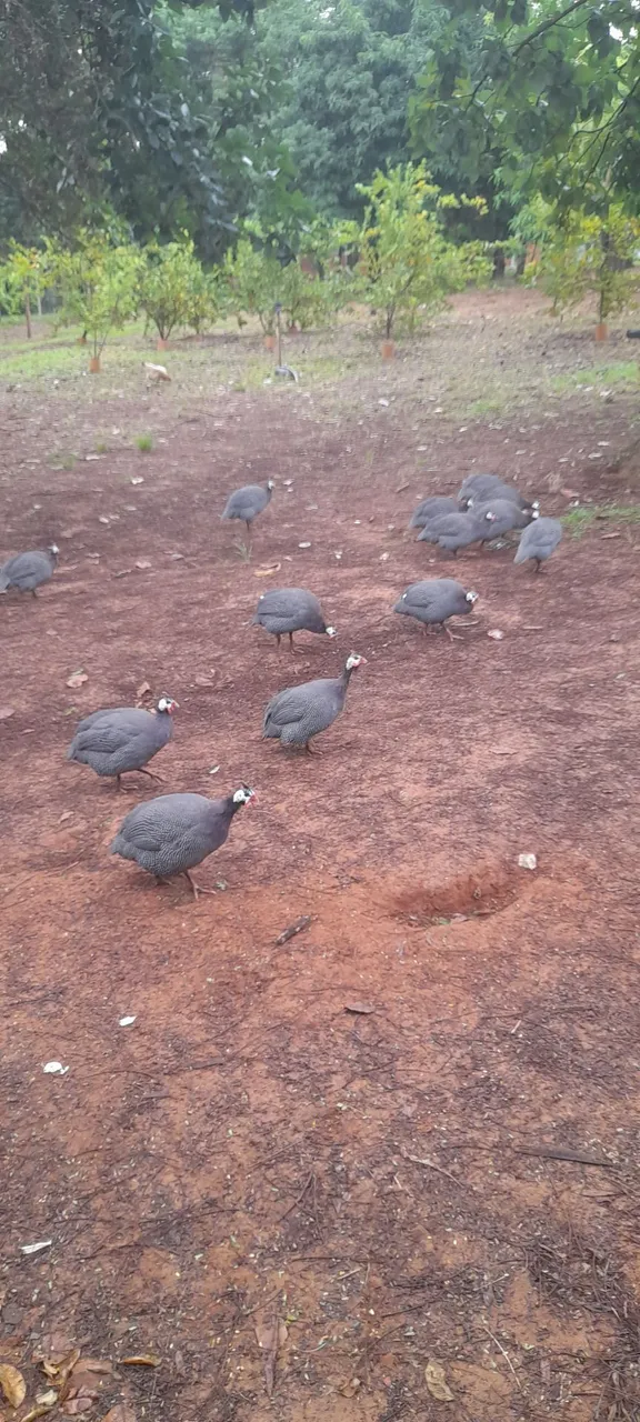 galinhas d'angola