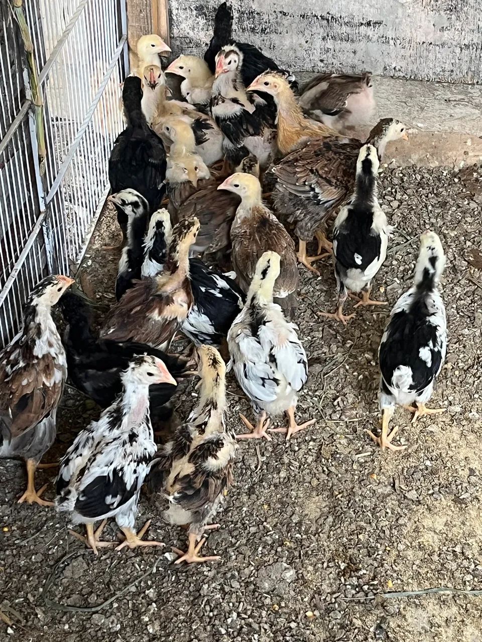 Ovos, pintinhos e frangos 