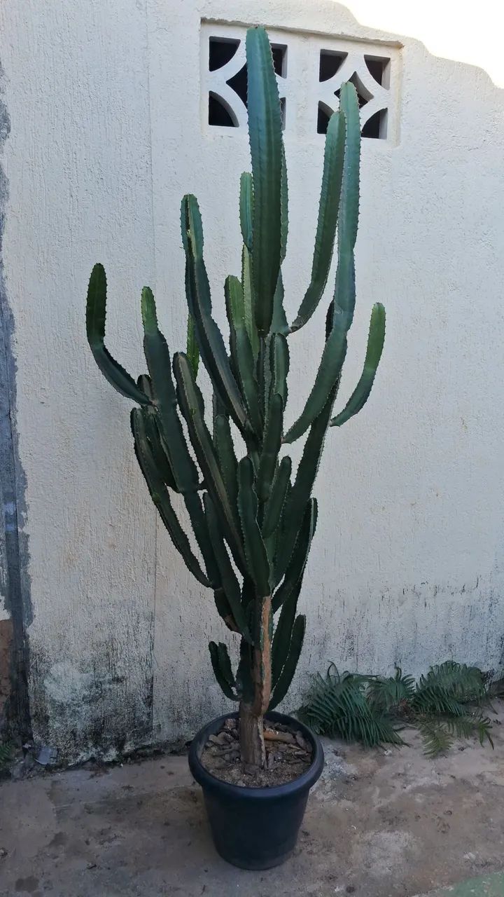 Cacto do Deserto 2 metros - Mandacarú