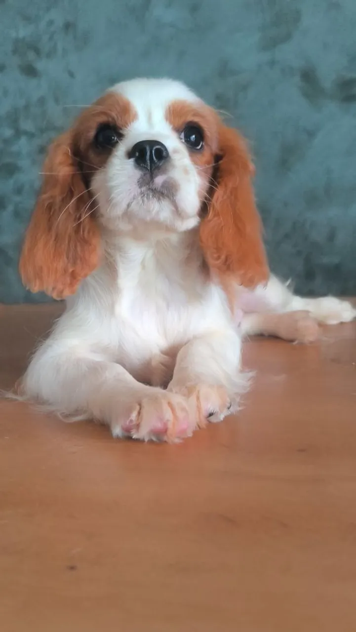Cavalier King Charles Spaniel Macho PROMOÇÃO ATÉ 25/04
