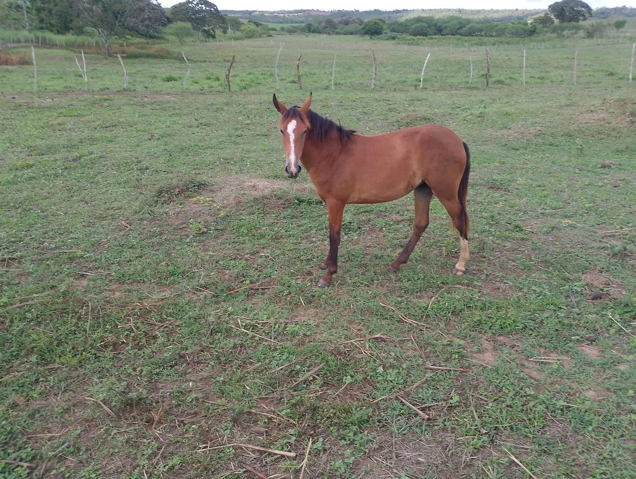 Potra com 1 ano e 2 meses