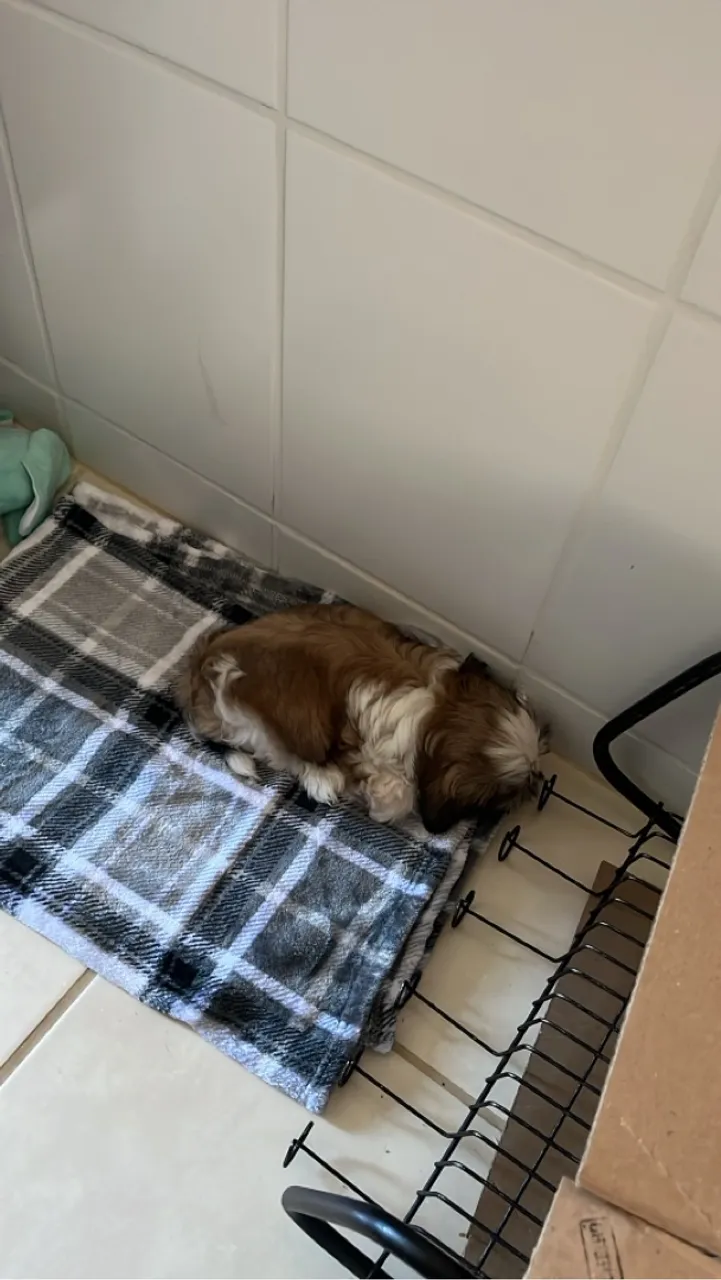 VENDO CACHORRO FILHOTE (MACHO)