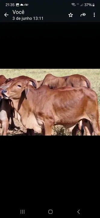 Tourinho sindi p.otourinhos sindi  - Foto 2