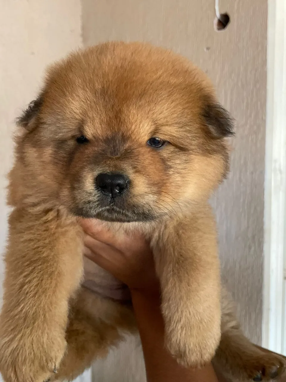 Filhote Chow-Chow para adoção