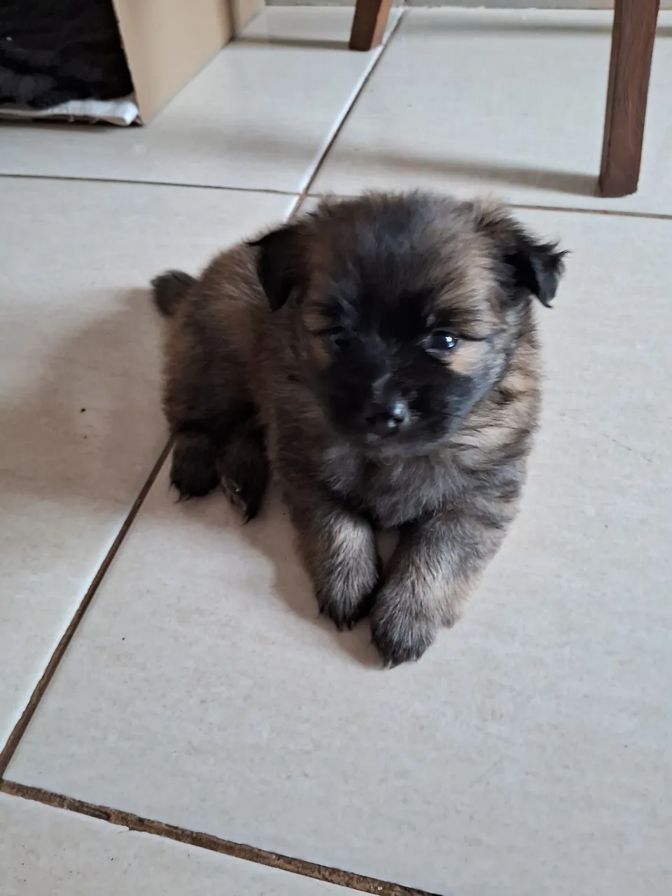 Filhote macho de Spitz Alemão