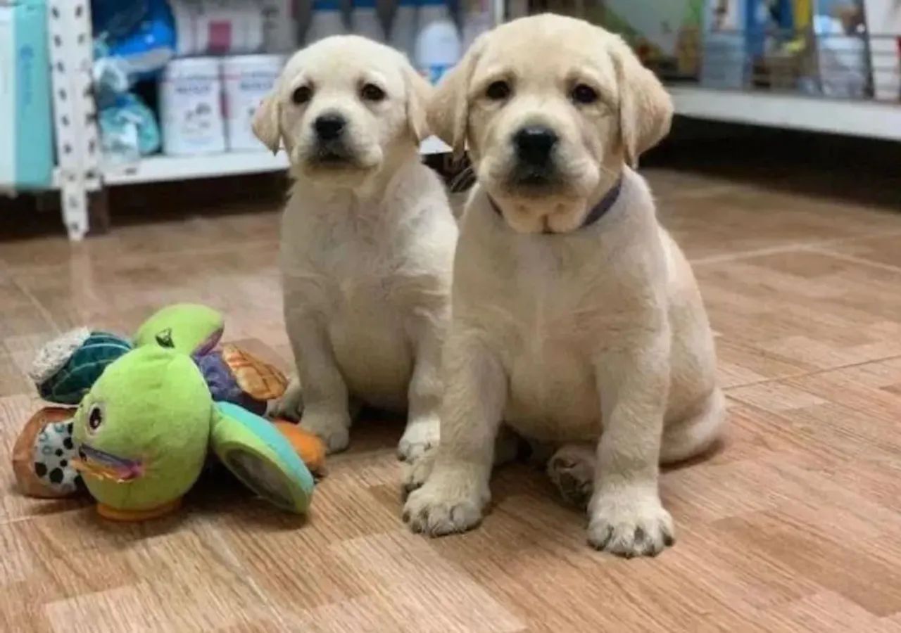 Filhotes de Labrador  - Foto 5
