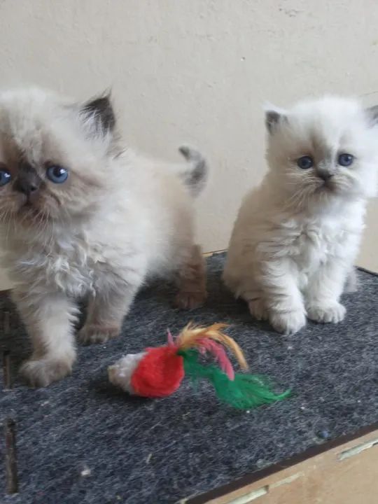 Lindos  filhotes de gato persa - Foto 5