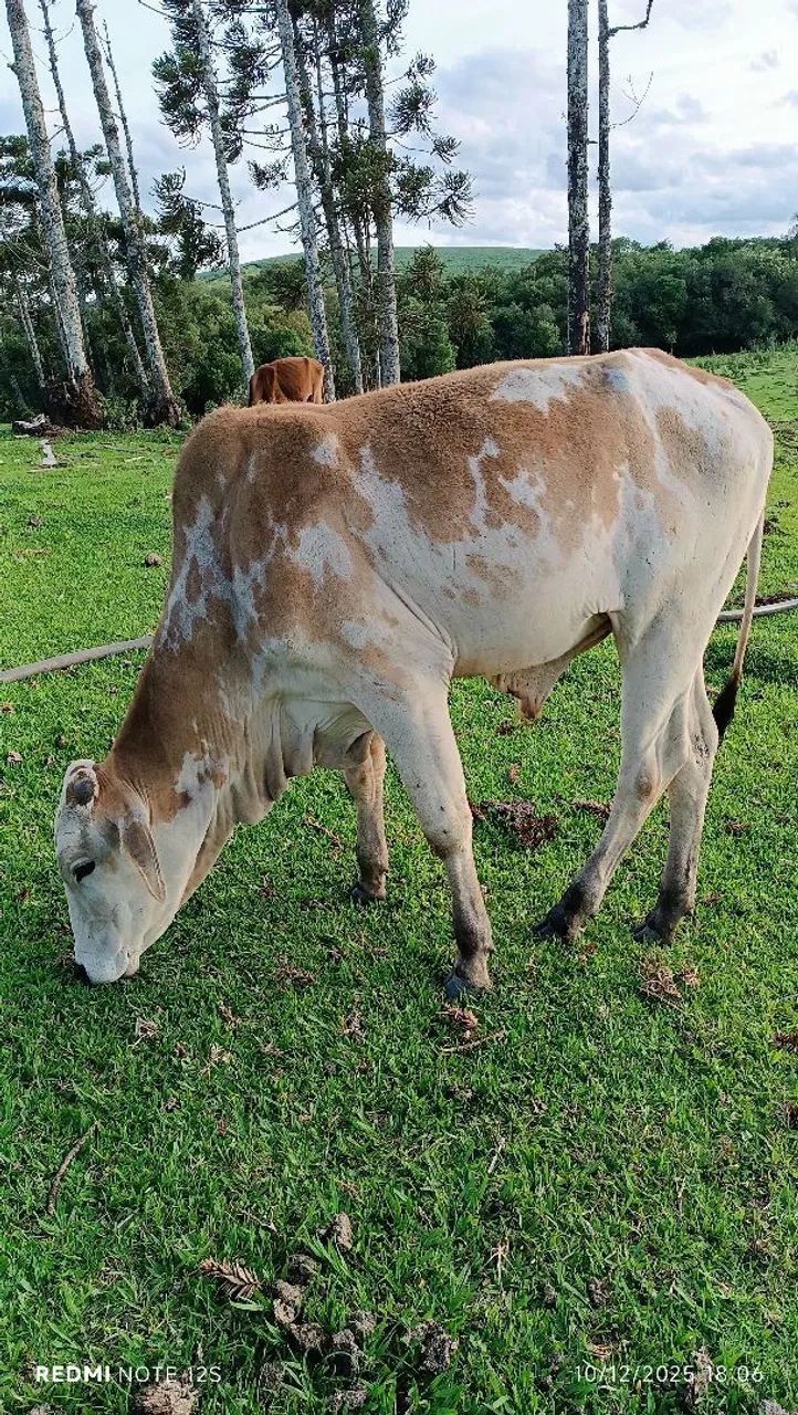 Tourinho,boi - Foto 4
