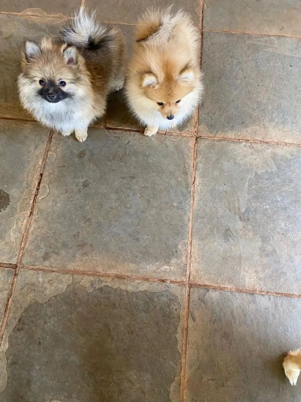 Lindos filhotes de Spitz Alemão