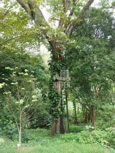 Chácara à venda, 31972 m² por R$ 980.000,00 - Piratininga - Niterói/RJ - Foto 7