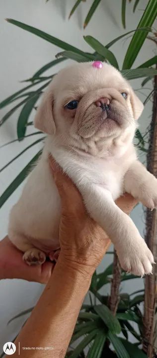 Vendo lindíssimos filhotes de Pug super promoção  - Foto 6