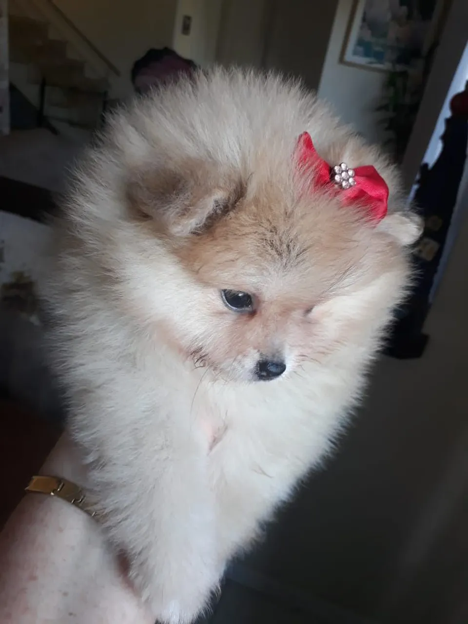 Fêmeas e machinhos de lulu da Pomerânia anão a pronta entrega