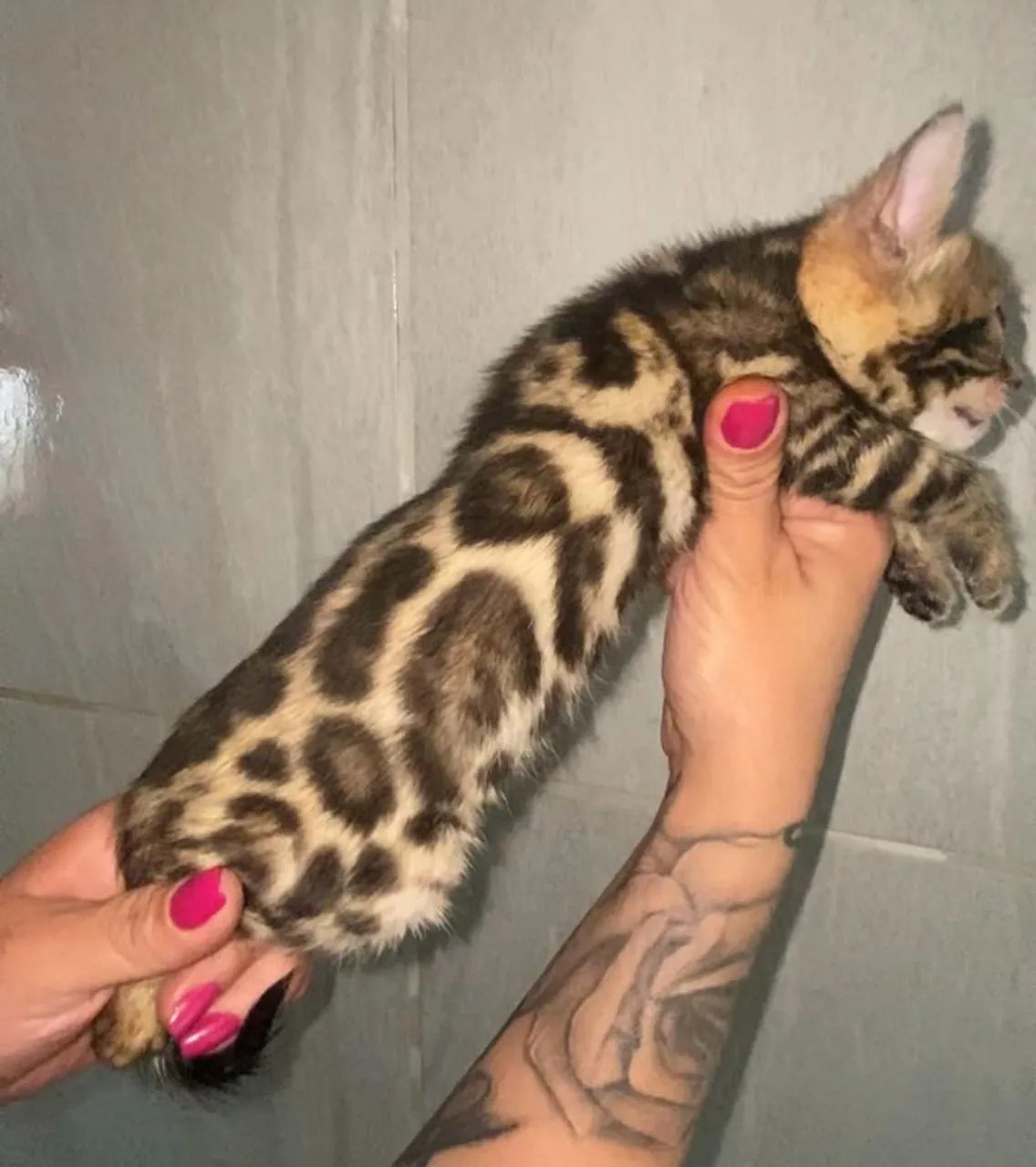 Filhotes de gato Bengal64293081283715121