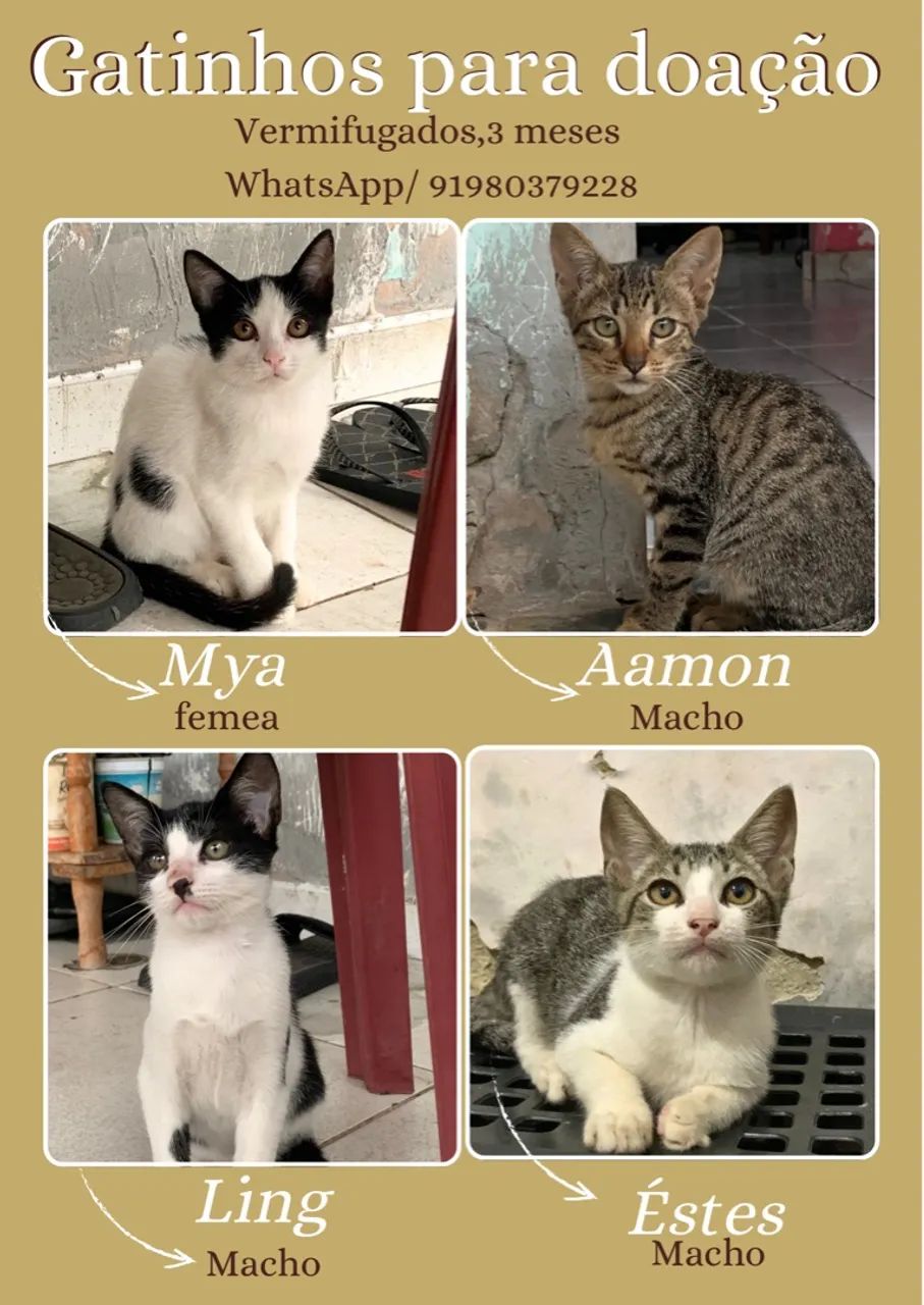 Gatinhos para adoção - vermifugados