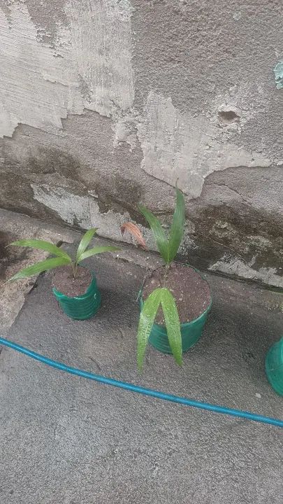 Mudas de Palmeira real - Foto 3