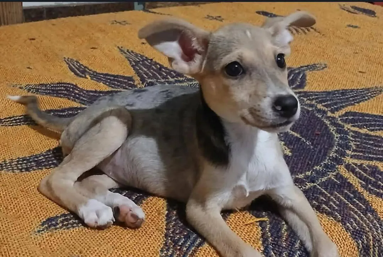 Filhote adorável com olhar cativante