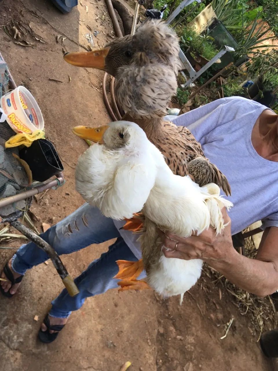 Ovos férteis  - Foto 3