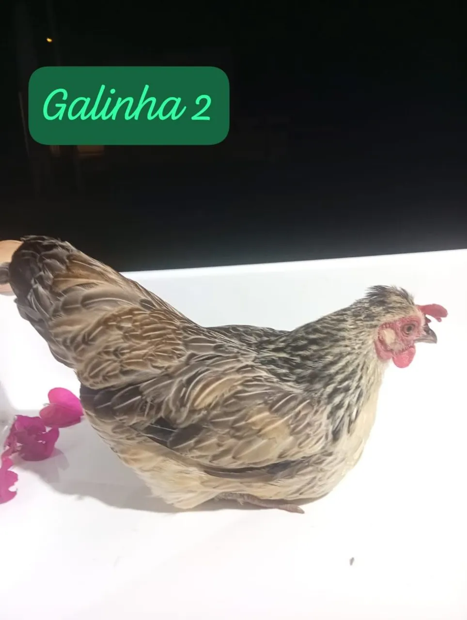 Galize