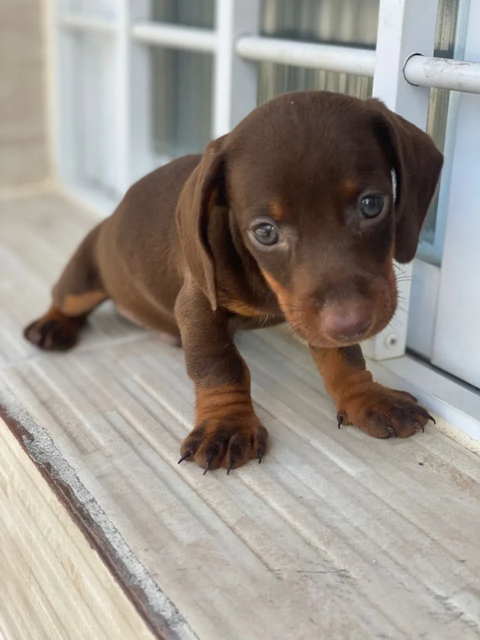 Filhote de Dachshund Marrom - Uma fofura!
